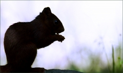 Eichhörnchen