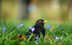 Amsel Amsel