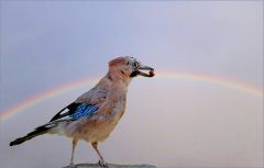 Regenbogen Regenbogen