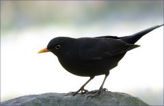 Amsel Amsel