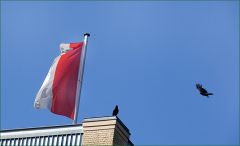 Zwei Raben Zwei Raben