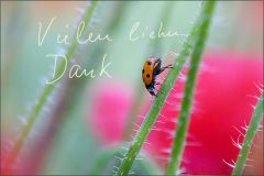 Vielen Dank Vielen Dank