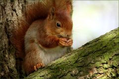 Eichhörnchen Eichhörnchen