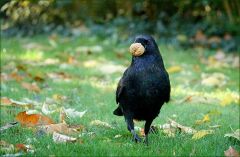 Rabe mit einer Walnuss Rabe mit einer Walnuss