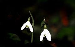 Schneeglöckchen Schneeglöckchen