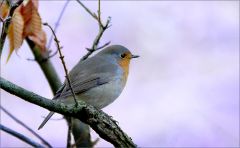 Rotkehlchen Rotkehlchen