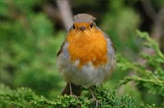 Rotkehlchen Rotkehlchen