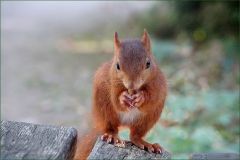 Eichhörnchen Eichhörnchen