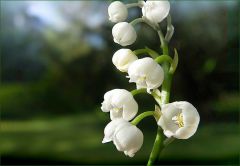 Maiglöckchen Maiglöckchen