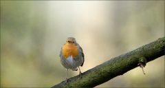 Rotkehlchen Rotkehlchen