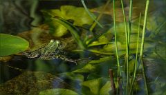Frosch im Teich Frosch im Teich