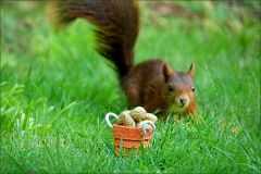 Ein Eichhörnchen nähert sich Ein Eichhörnchen nähert sich