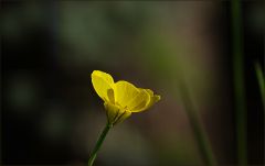 Butterblümchen Butterblümchen