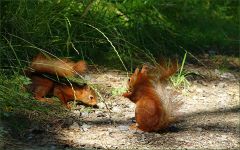 Eichhörnchen Eichhörnchen