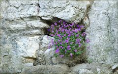 Mauerblümchen im April Mauerblümchen im April