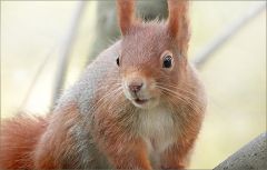 Eichhörnchen Eichhörnchen