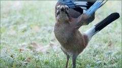 Eichelhäher auf einer Wiese mit Raureif