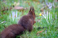Eichhörnchen und Krokusse