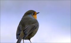 Guten Morgen Guten Morgen