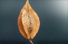 Baumsamen im Januar Baumsamen im Januar