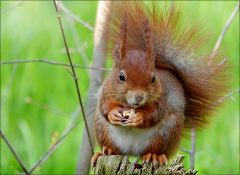 Eichhörnchen Eichhörnchen