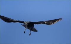 Rabe im Anflug