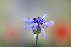 Kornblume Kornblume