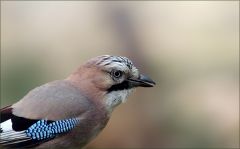 Eichelhäher Eichelhäher