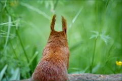 Eichhörnchen Eichhörnchen