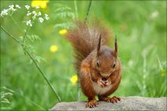 Eichhörnchen Eichhörnchen