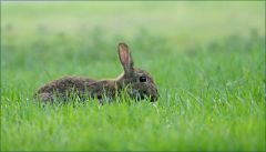 Wildkaninchen Wildkaninchen