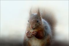 Nebelhörnchen Nebelhörnchen