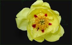 Pfingstrose Pfingstrose