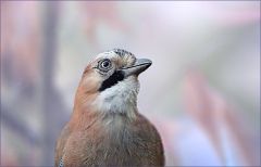 Eichelhäher Eichelhäher