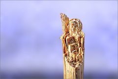 Abgebrochenes Schilfrohr Abgebrochenes Schilfrohr