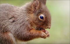 Eichhörnchen Eichhörnchen