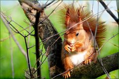 Eichhörnchen Eichhörnchen