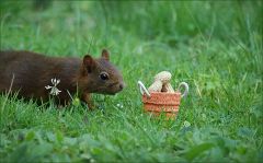 Das Eichhörnchen nähert sich neugierig, aber vorsichtig Das Eichhörnchen nähert sich neugierig, aber vorsichtig