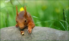 Eichhörnchen Eichhörnchen