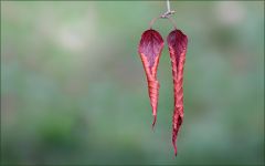 Zwei verwelkte Blätter