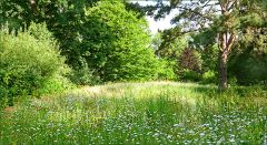 Wildwiese im Juni Wildwiese im Juni