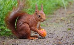 Eichhörnchen Eichhörnchen