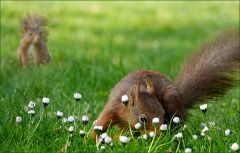 Eichhörnchen Eichhörnchen