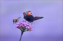 Pfauenauge Pfauenauge