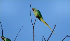 Zwei Halsbandsittiche