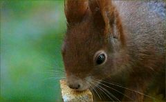 Eichhörnchen mit einem Zwieback