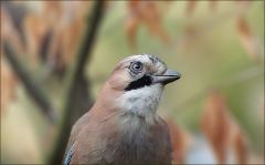 Eichelhäher Eichelhäher