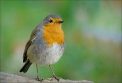 Rotkehlchen Rotkehlchen