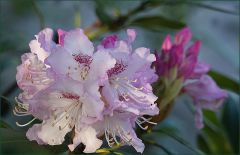 Rhododendron Rhododendron