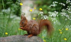 Eichhörnchen Eichhörnchen